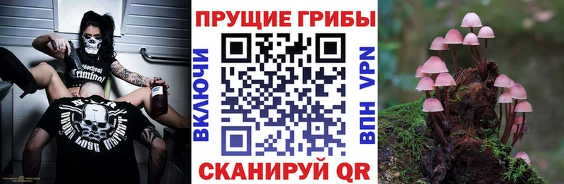 купить наркоту  Сясьстрой  мориарти формула  Псилоцибиновые грибы Magic Shrooms 